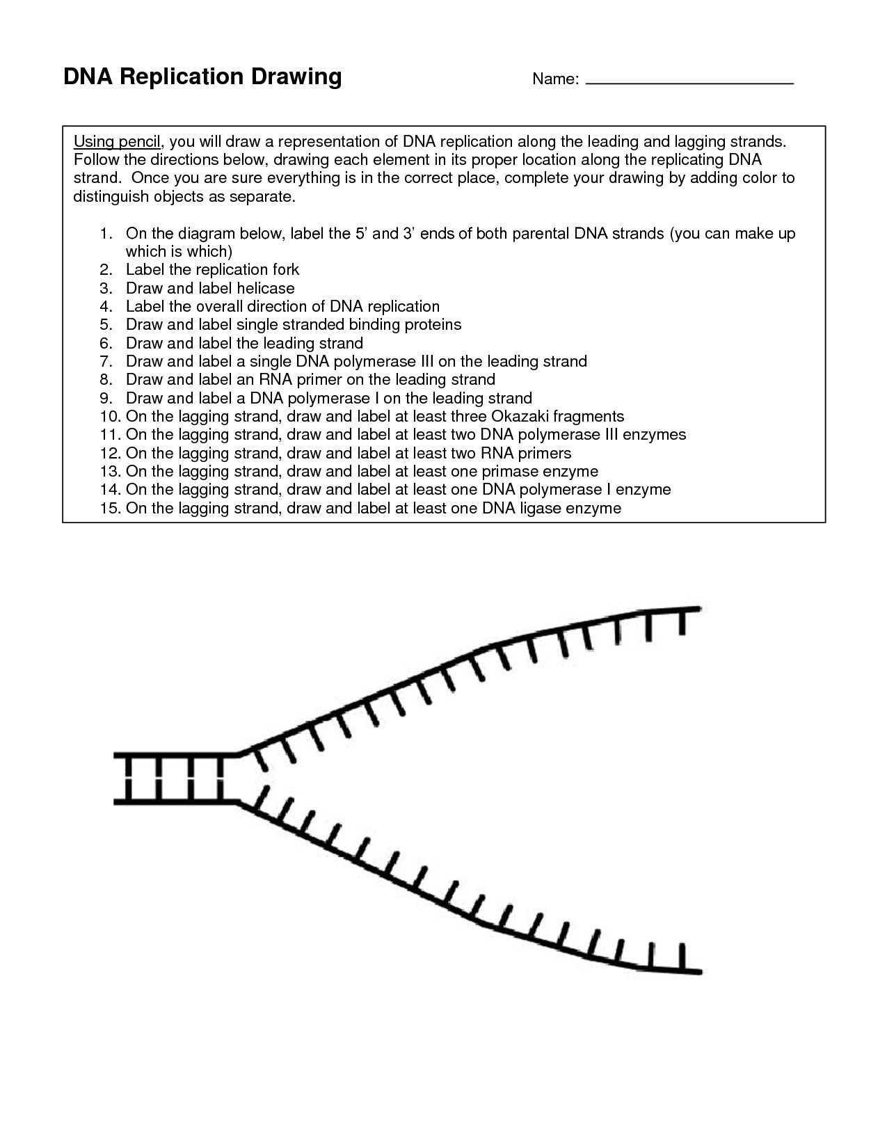 Dna Structure Worksheet Answer Key as Well as Dna Structure Worksheet Answer Key Luxury 35 Best Biology