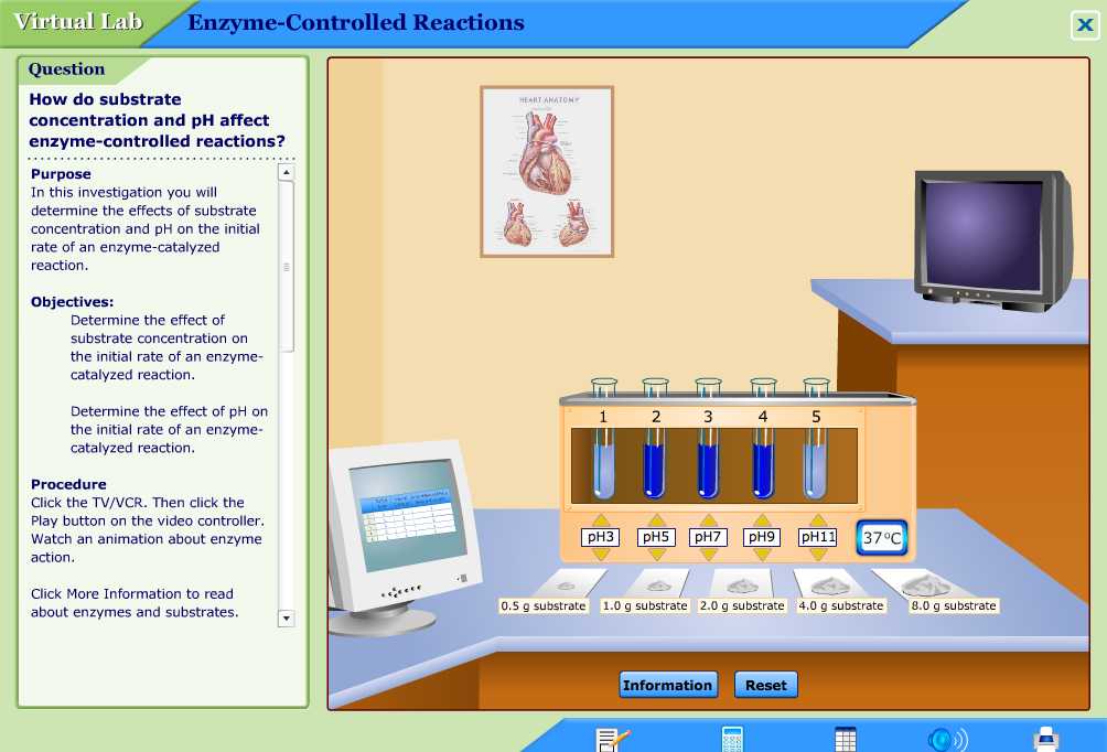 Enzyme Virtual Lab Worksheet Answers Also 3 6 Enzymes Inc Ahl 7 6 and C2