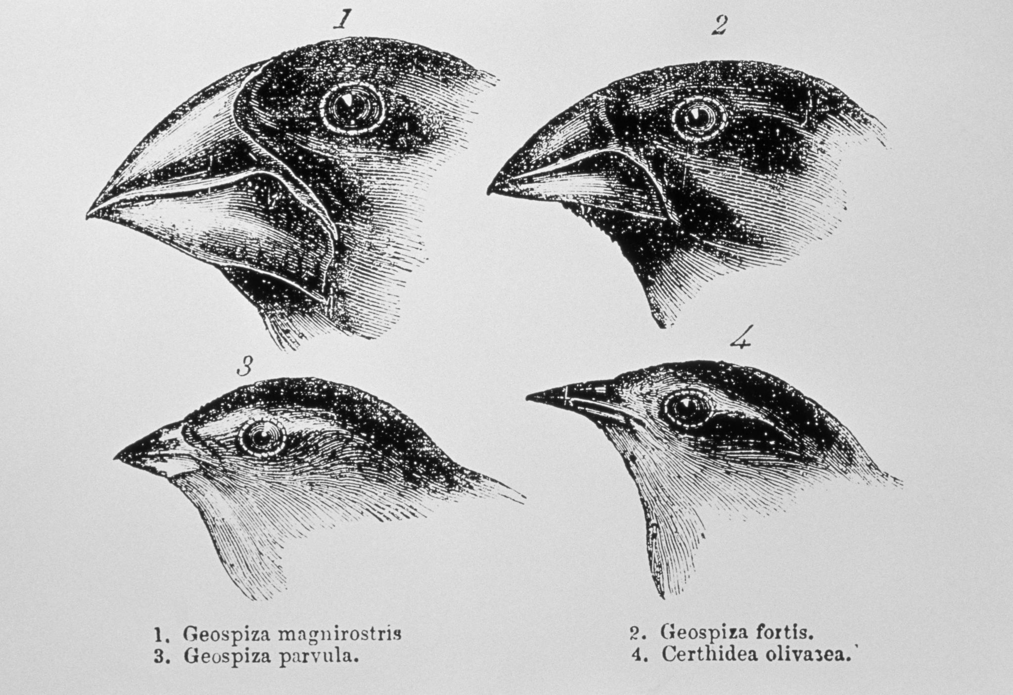 Evolution by Natural Selection Worksheet Also Charles Darwin S Finches and the theory Of Evolution