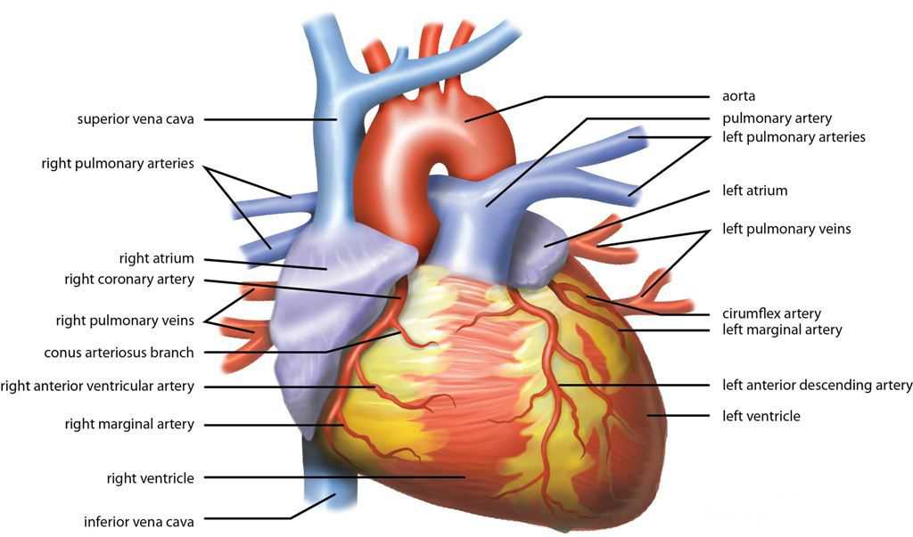 Fetal Pig Dissection Worksheet Answers together with Education What is the Most Suitable Function for A Heart