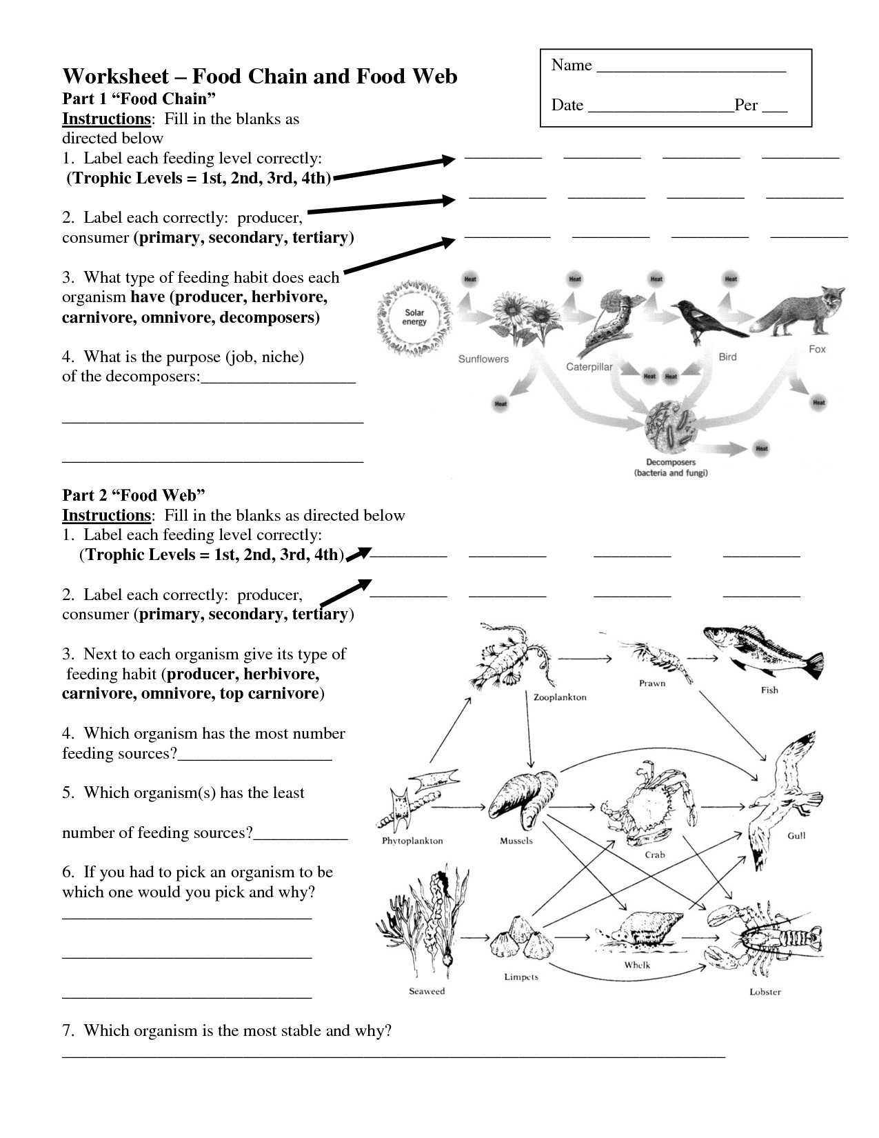 Food Chains and Webs Worksheet together with Food Web Worksheet Grade 4 Best Food Chains and Webs Worksheet