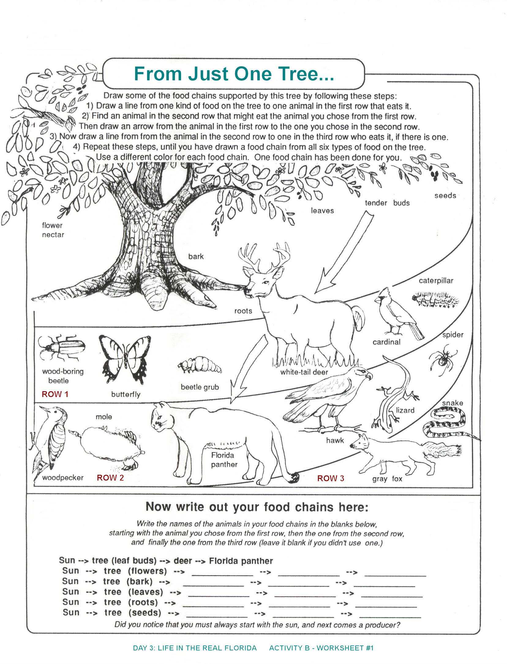 Food Chains and Webs Worksheet together with Food Webs and Food Chains Worksheet Inspirational 58 Best Food