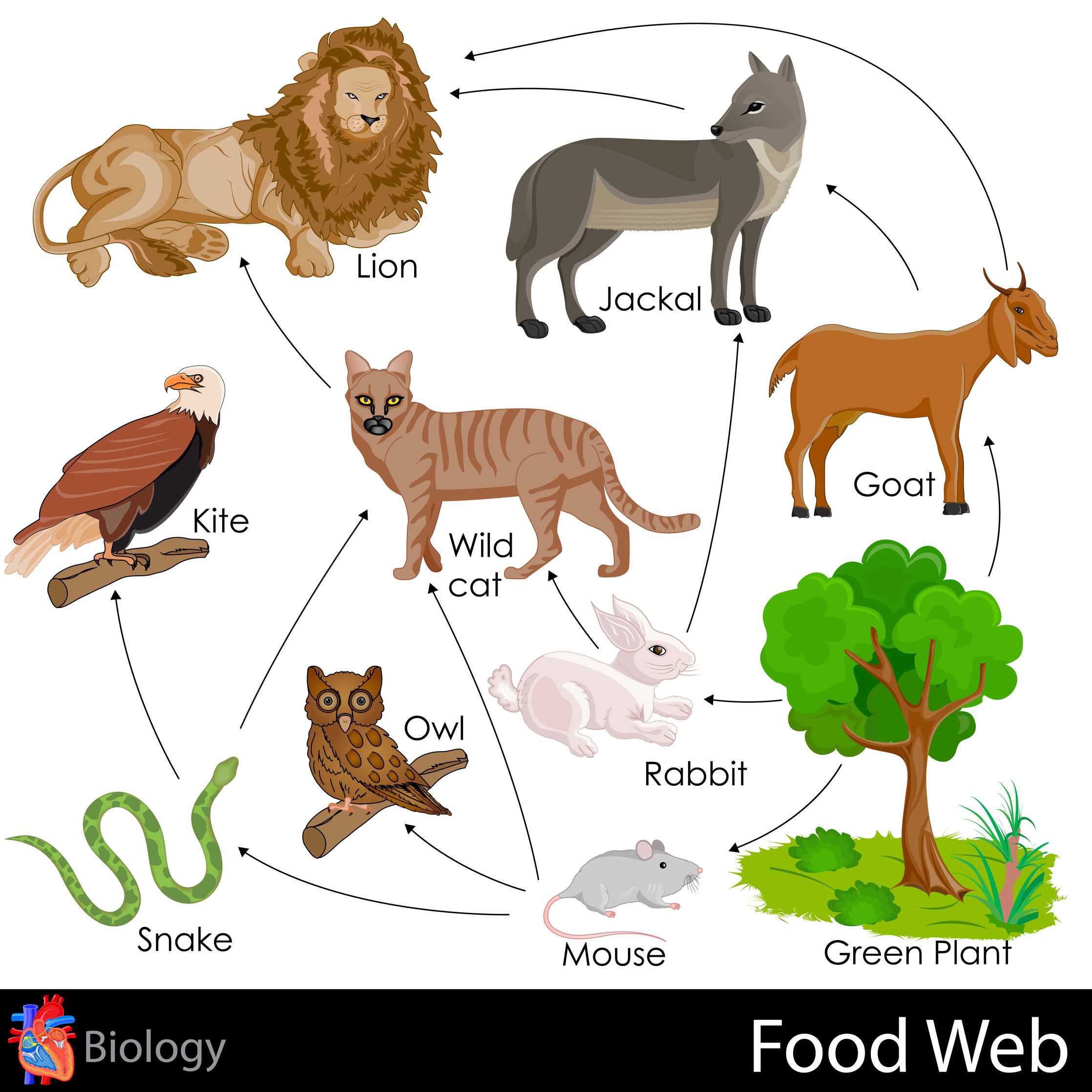 Food Web Worksheet Answers or Food Web the Best Worksheets Image Collection