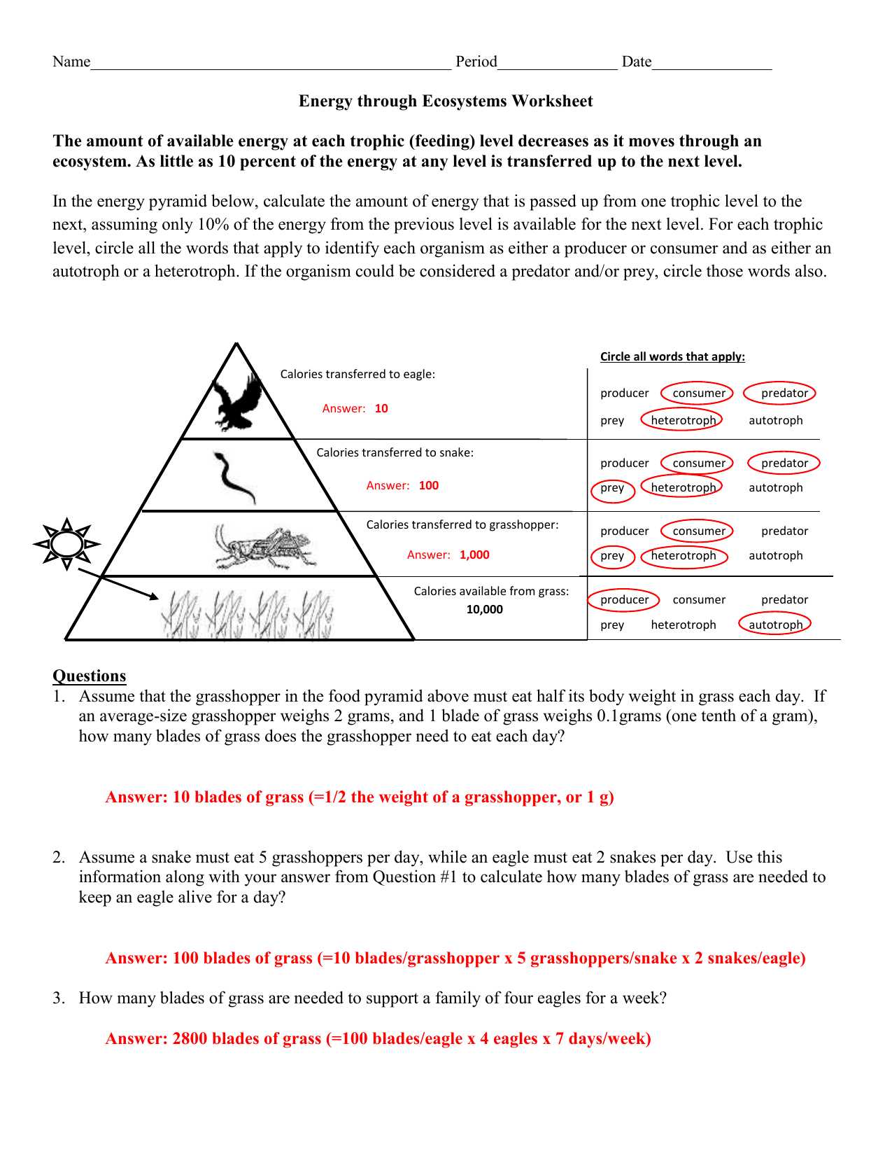 Food Web Worksheet Answers together with Ecological Pyramids Worksheet Answers Image Collections Worksheet