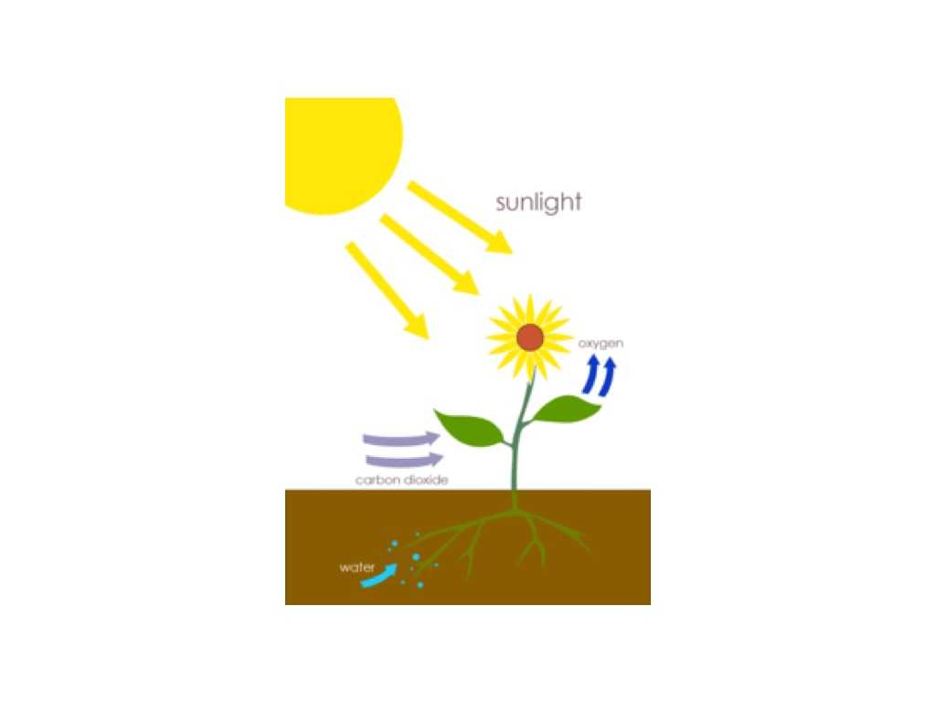 Forms Of Energy Worksheet or Principal Energy Transformation In Photosynthesis