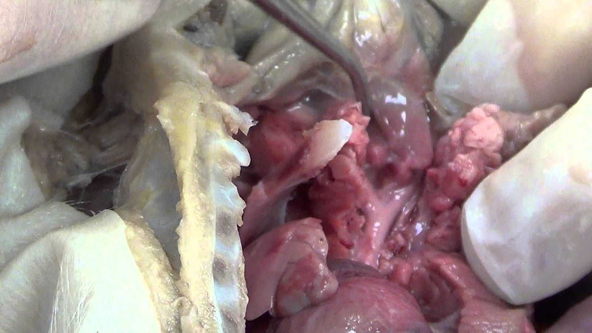 Frog Dissection Lab Worksheet Answer Key Also Fetal Pig Dissection Challenge Ii Pinterest