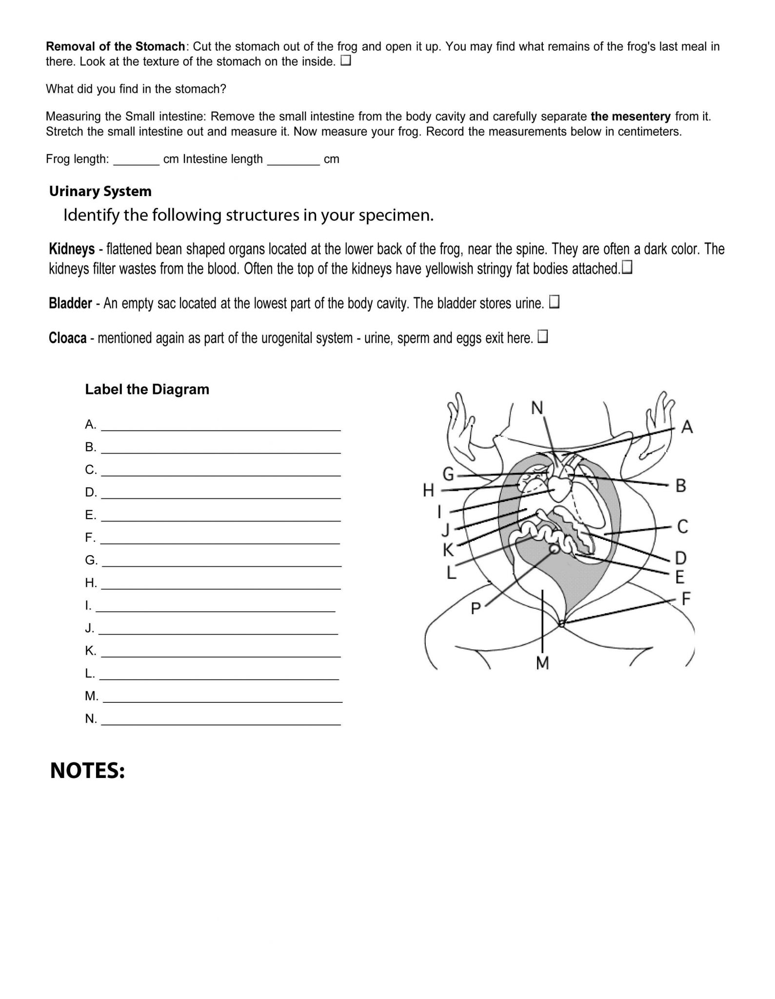 Frog Dissection Lab Worksheet Answer Key and Advance Preparation and Class Materials Walker Stem after School