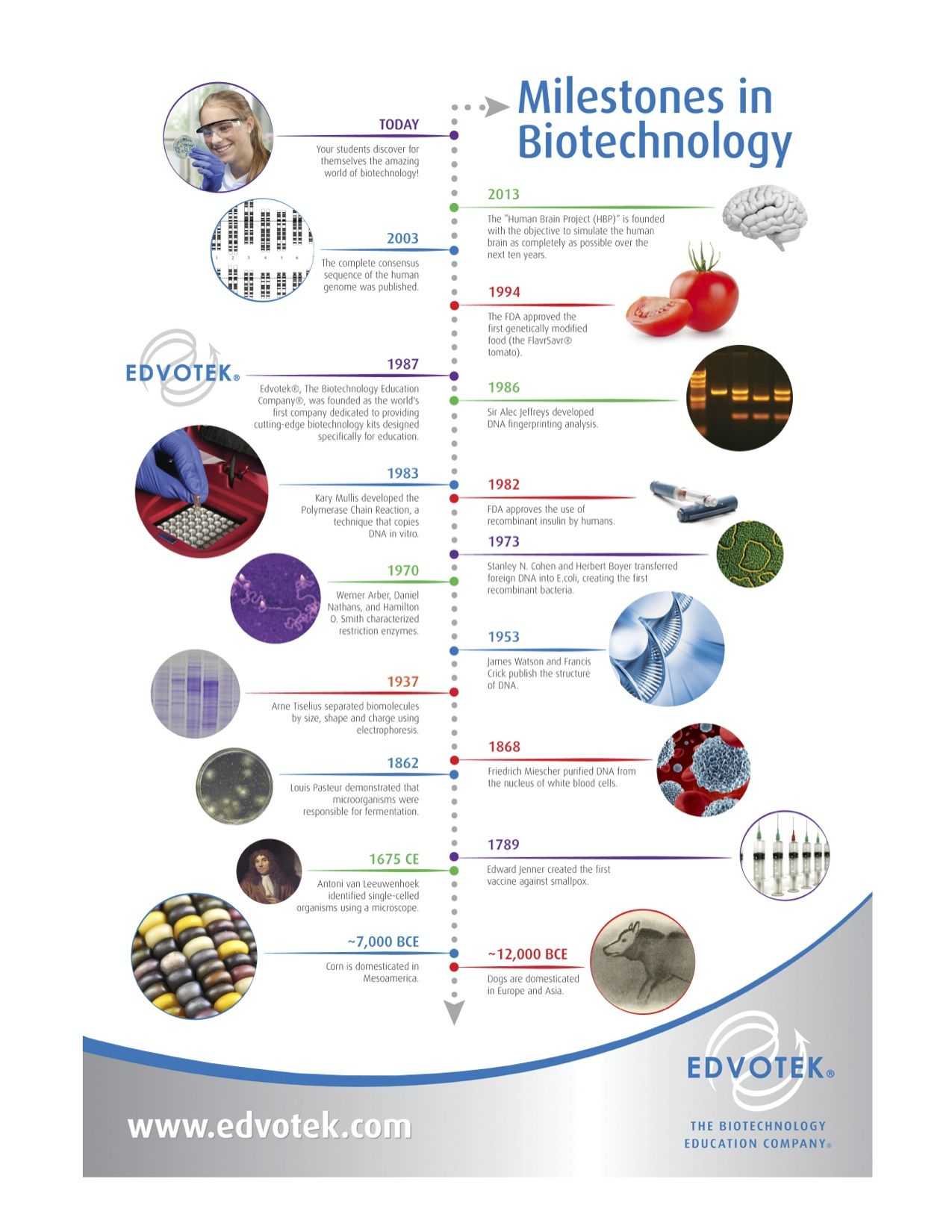 Gel Electrophoresis Worksheet together with Milestones In Biotechnology Edvotek Biology News