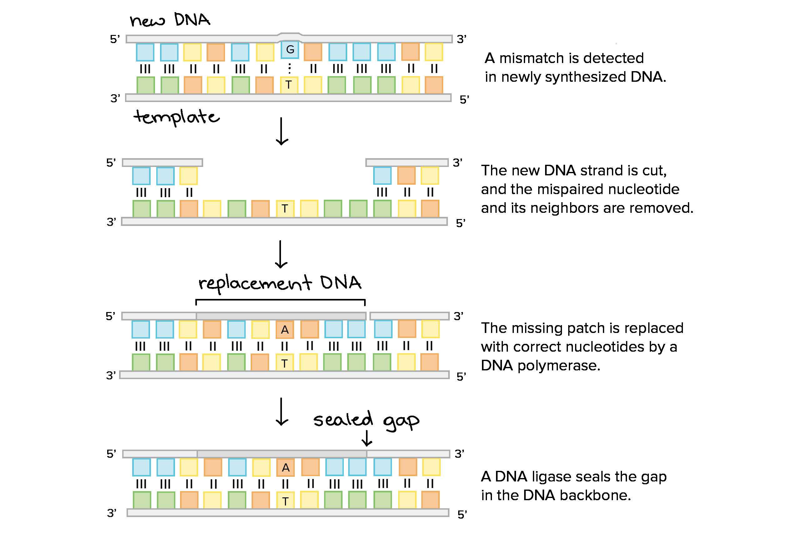 Gene Mutations Worksheet Answer Key and Dna Mutations Practice Worksheet Answer Key Inspirational Mutations