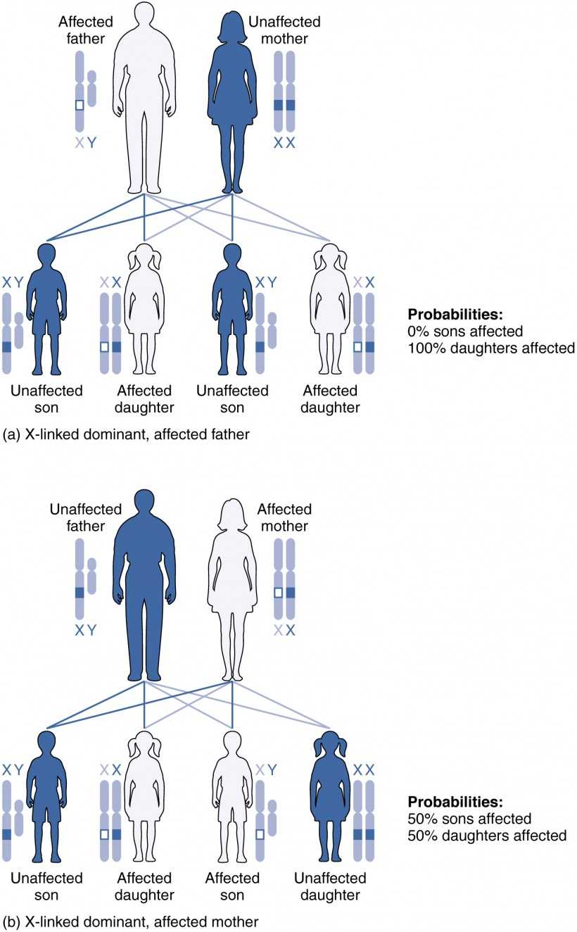 Genetics X Linked Genes Worksheet Along with Patterns Of Inheritance