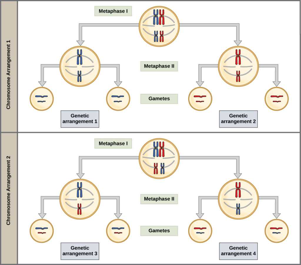 Genetics X Linked Genes Worksheet together with the Process Of Meiosis