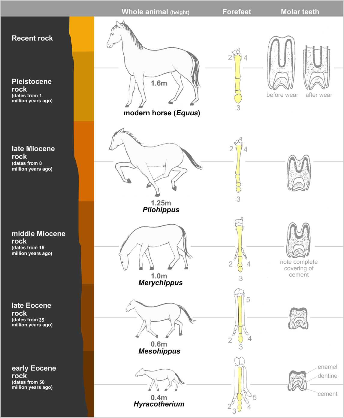 Geologic Time Scale Worksheet Answers and Evolution Of the Horse