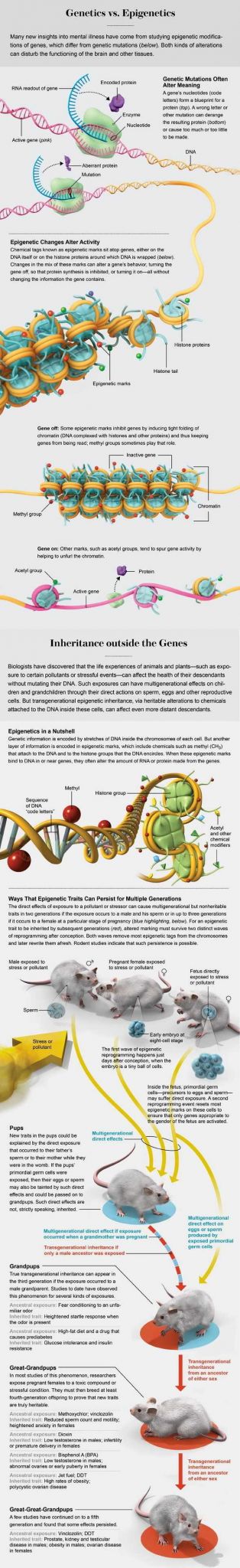Harry Potter Genetics Worksheet together with 525 Best Genetics Images On Pinterest