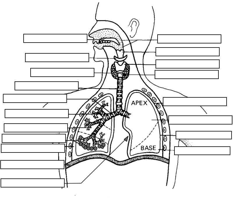 Human Body Systems Worksheet Answer Key Also Anatomy Respiratory System
