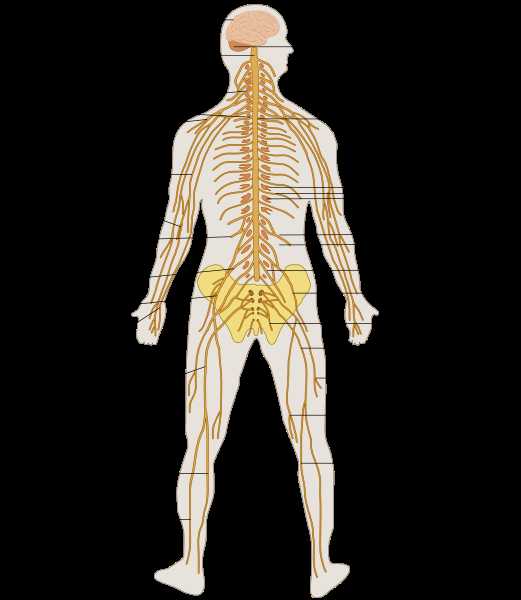 Human Body Systems Worksheet Answer Key or File Te Nervous System Diagram Deg Wikimedia Mons