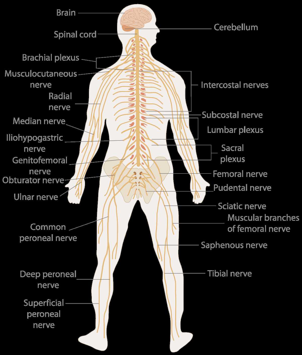 Human Body Systems Worksheet Answer Key with Nervous System