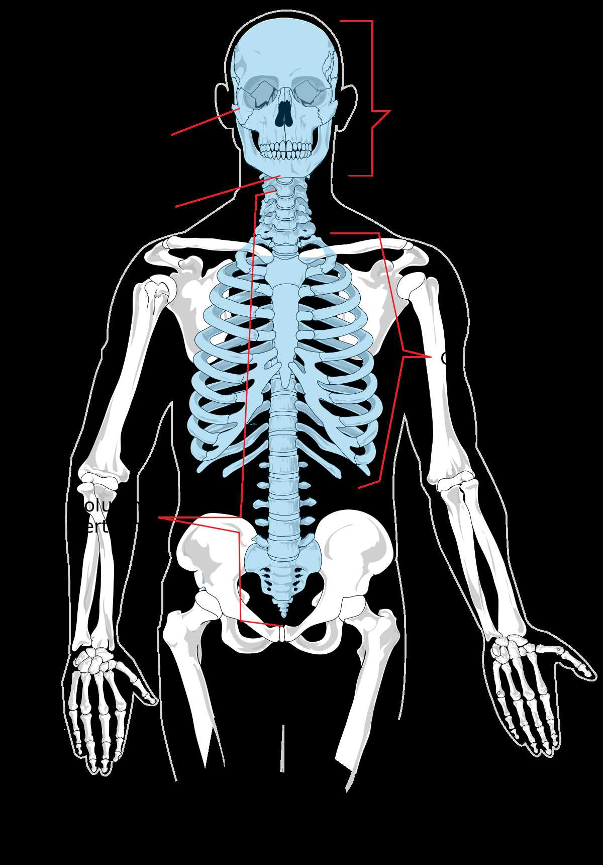 Human Body Worksheets Along with Esqueleto Axial La Enciclopedia Libre