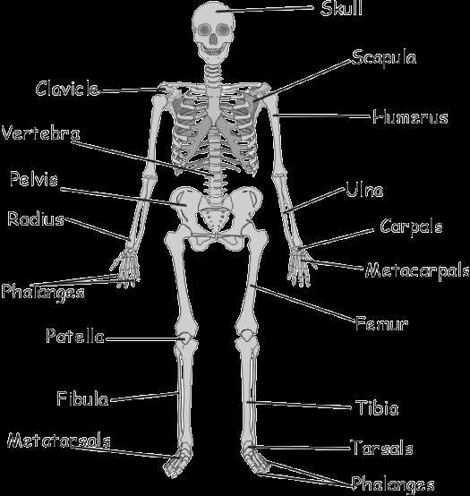 Human Body Worksheets Along with Gcse Biology the Skeleton and Its Function