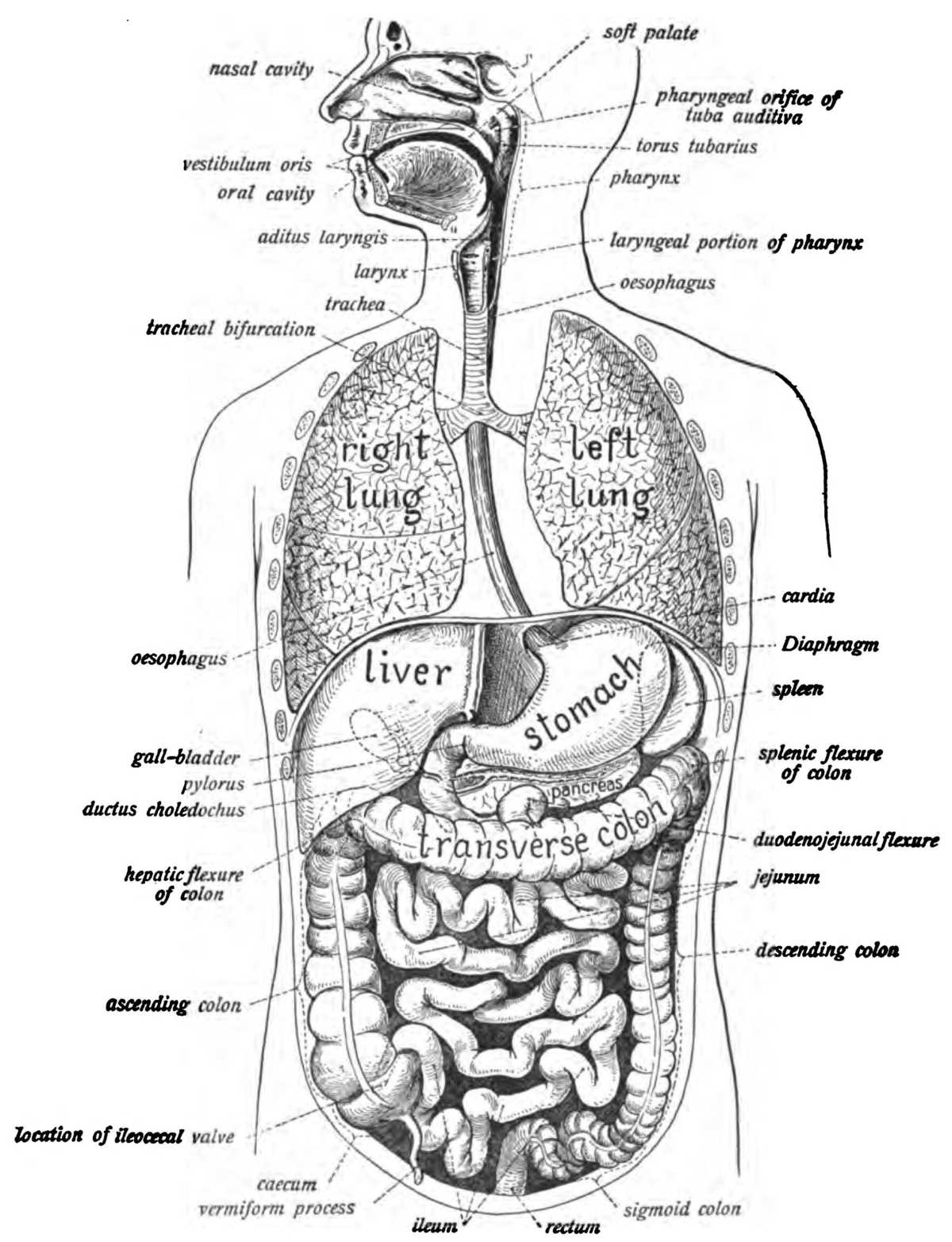 Human Body Worksheets Along with Human Digestive System