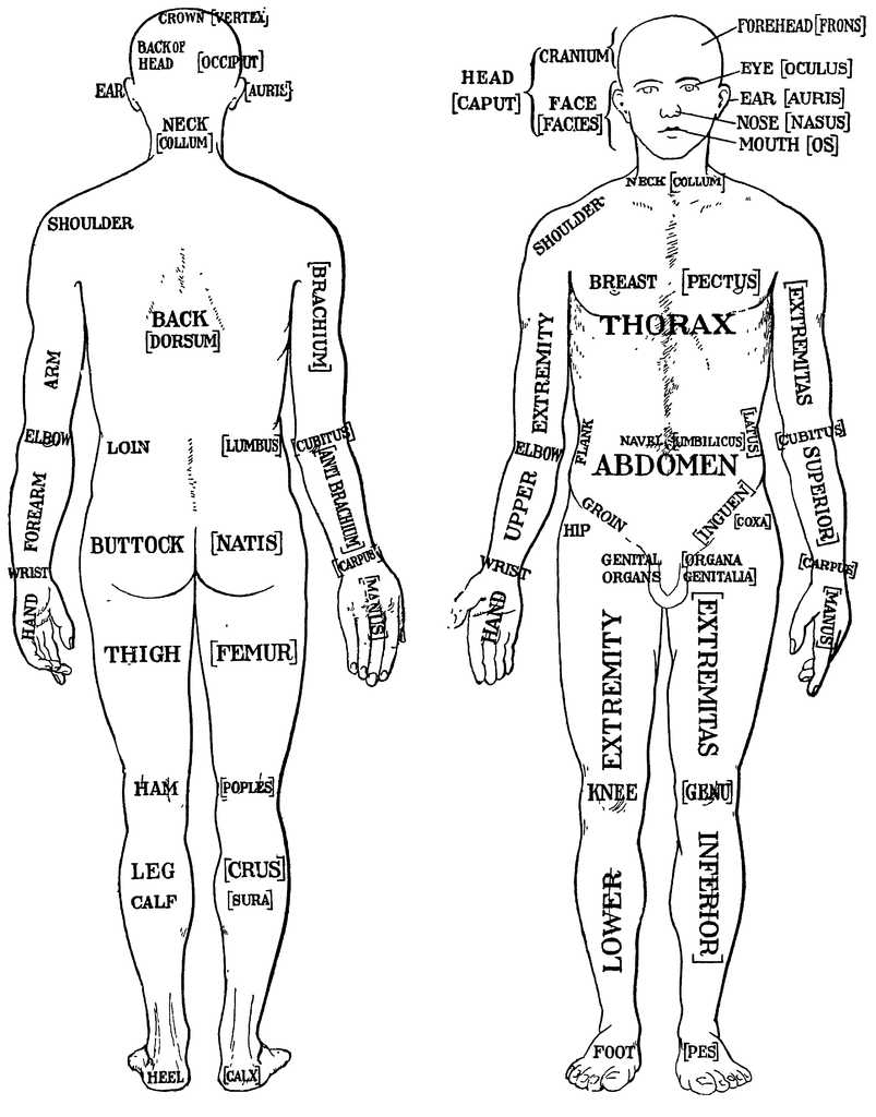 Human Body Worksheets and File Morris 1933 1 Wikimedia Mons