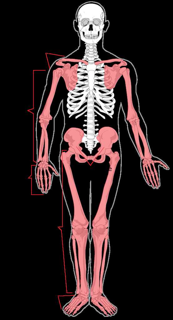 Human Body Worksheets as Well as File Appendicular Skeleton Diagramg Wikimedia Mons