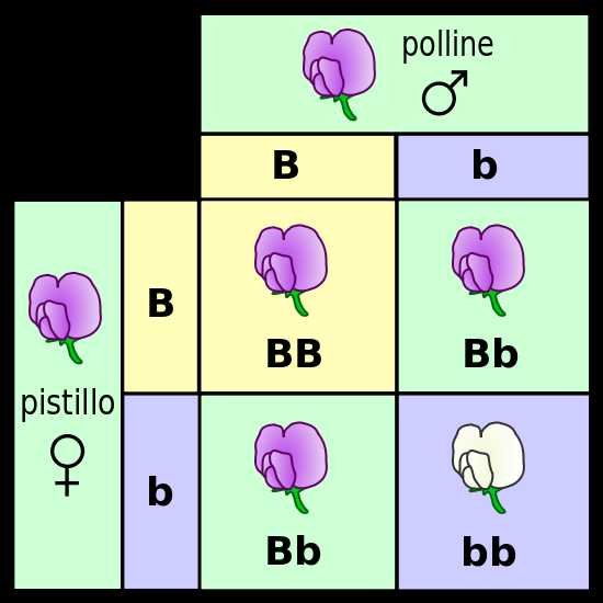 Incomplete and Codominance Worksheet as Well as File Punnett Square Mendel Flowers Itg Wikimedia Mons