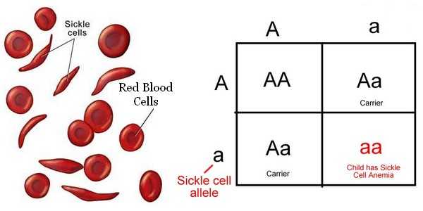 Incomplete and Codominance Worksheet or Blood Disorders