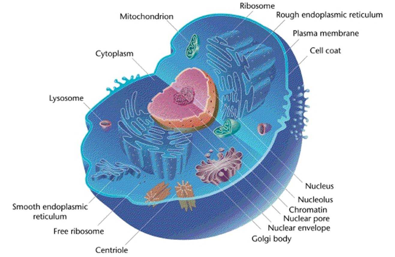 Inside the Eukaryotic Cell Worksheet Answers Also File Eukaryotic Cell Animal