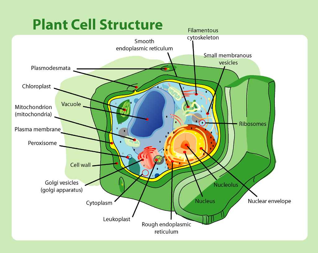 Inside the Eukaryotic Cell Worksheet Answers as Well as Resources Plant Synthetic Biology Plants and Igem 2016