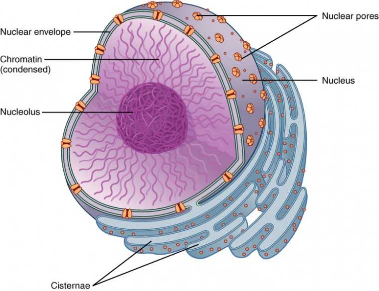 Inside the Eukaryotic Cell Worksheet Answers together with the Nucleus and Dna Replication