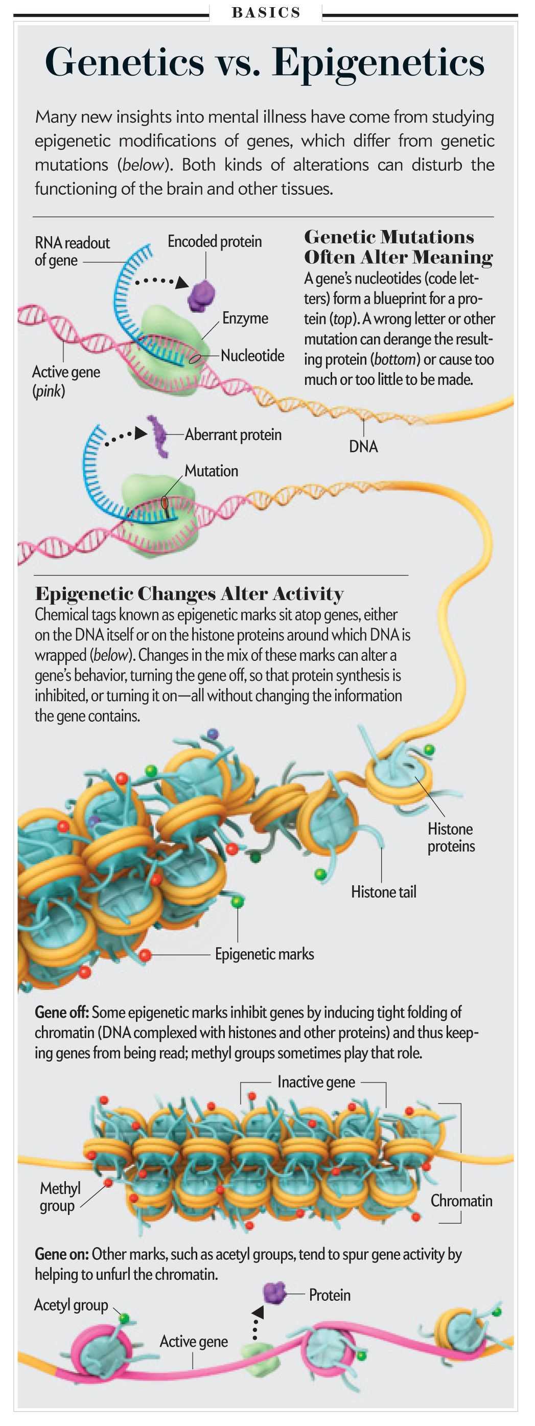 Introduction to Genetics Worksheet with Genetics Vs Epigenetics [illustration by Axs Biomedical Animation