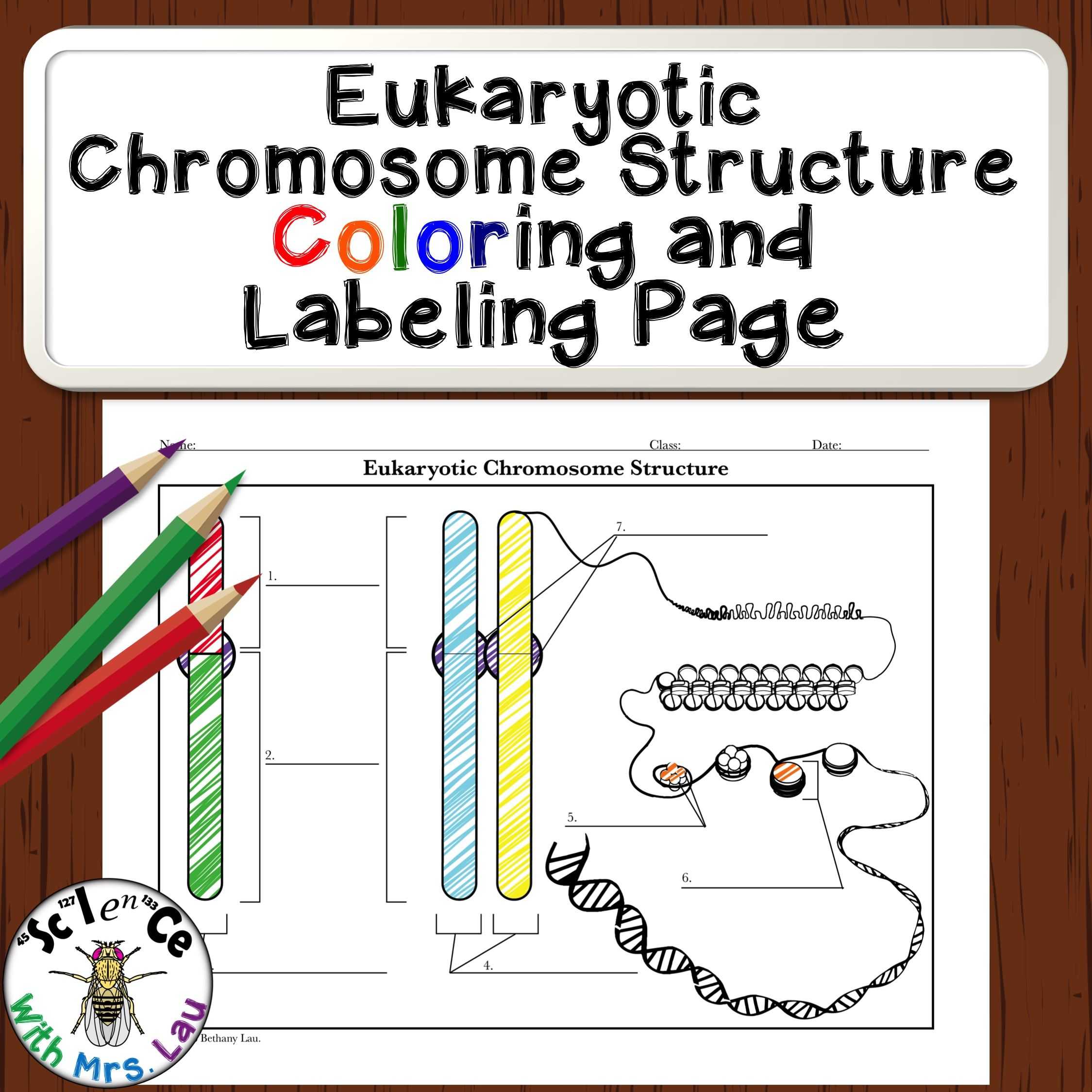 Karyotype Worksheet Answer Key together with Image Of Chromosome Inside the Nucleus Of A Cell