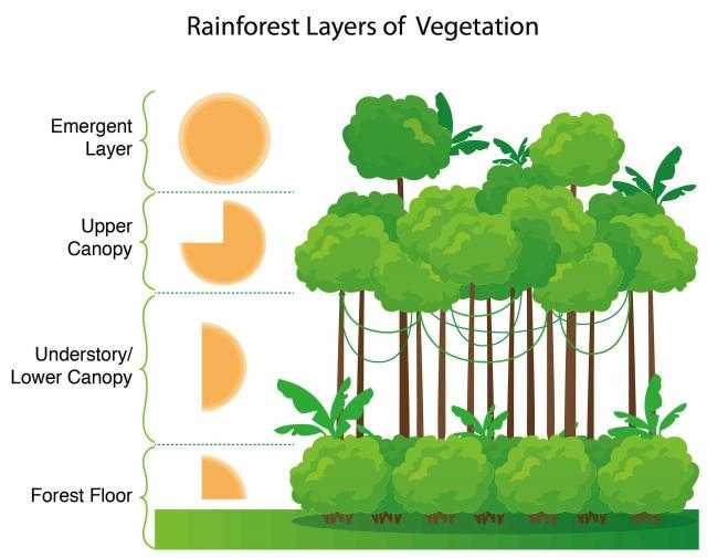Layers Of the Rainforest Worksheet Along with Climate and Ecosystems the Geographer Online