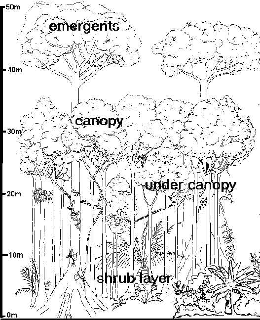 Layers Of the Rainforest Worksheet Also Greenfieldgeography Igcse and Gcse Weather Climate and