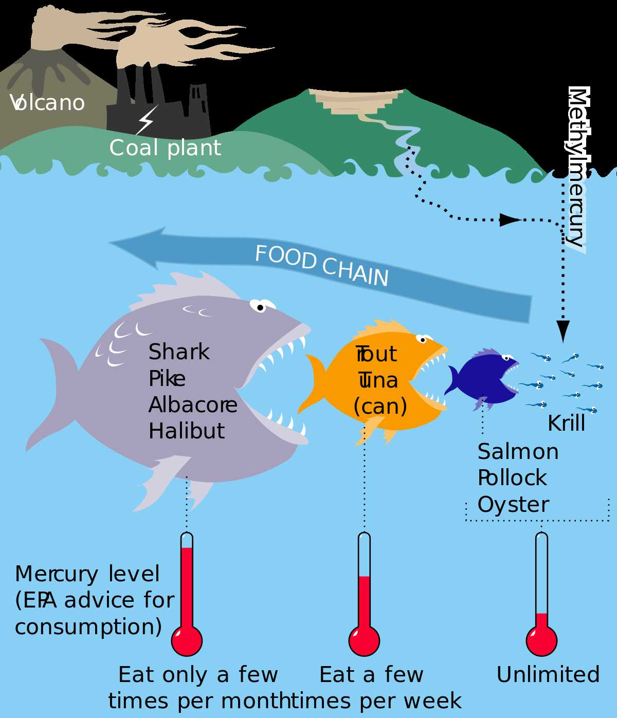 Layers Of the Rainforest Worksheet or Mercury In Fish