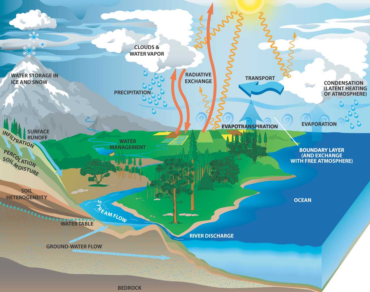 Layers Of the Rainforest Worksheet together with Water Cycle