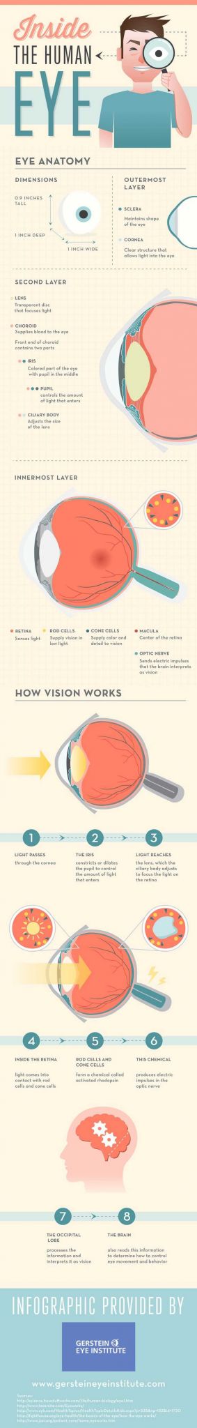 Looking Inside Cells Worksheet Answers as Well as 8 Best Eyes Images On Pinterest