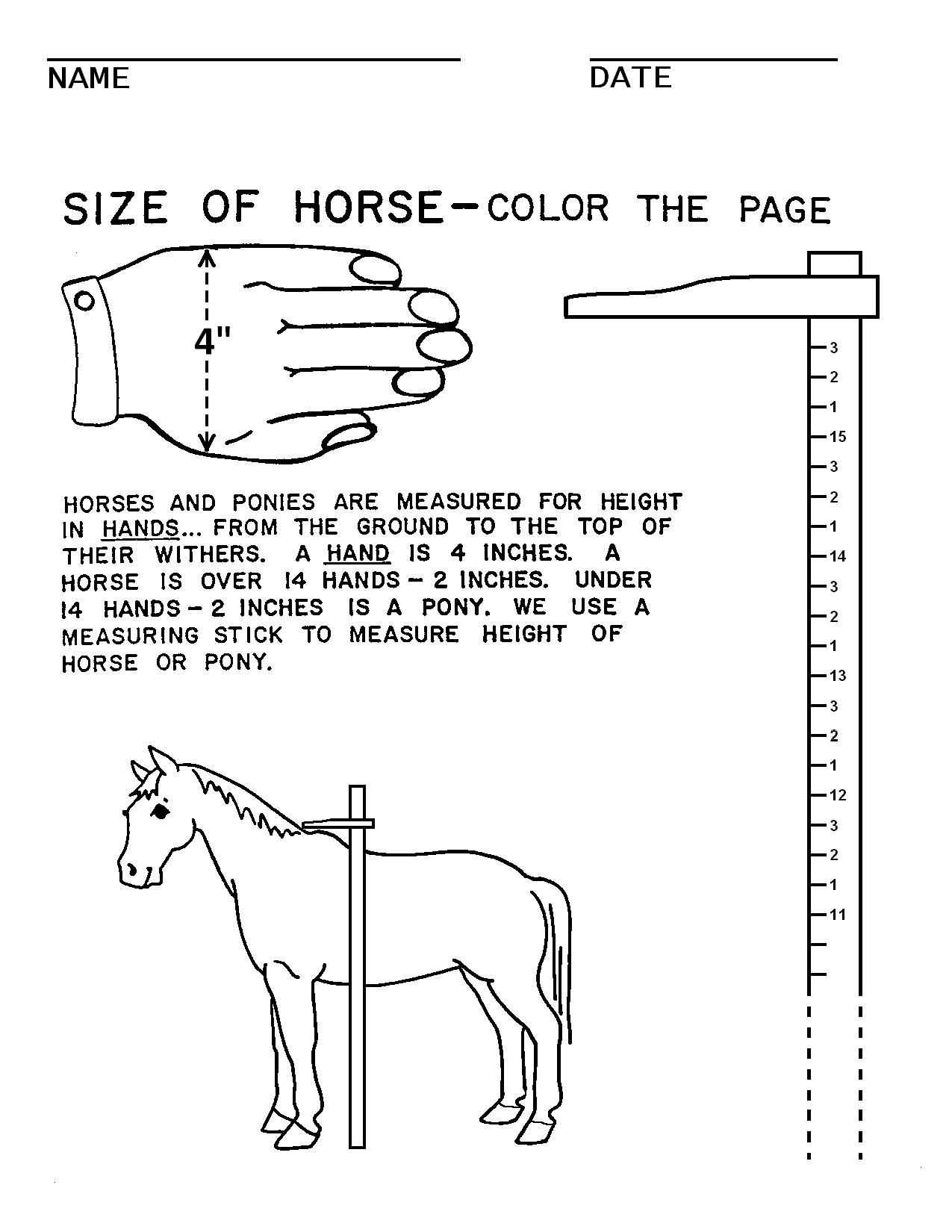 Measure Up Worksheet as Well as Horse Camp Worksheets Horses Pinterest