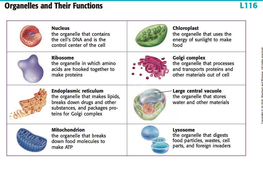 Membrane Structure and Function Worksheet or Yr9 topic 2 Cells Amazing World Of Science with Mr Green