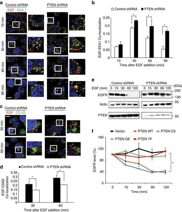 Microscopic Measurement Worksheet Along with Pten Modulates Egfr Late Endocytic Trafficking and