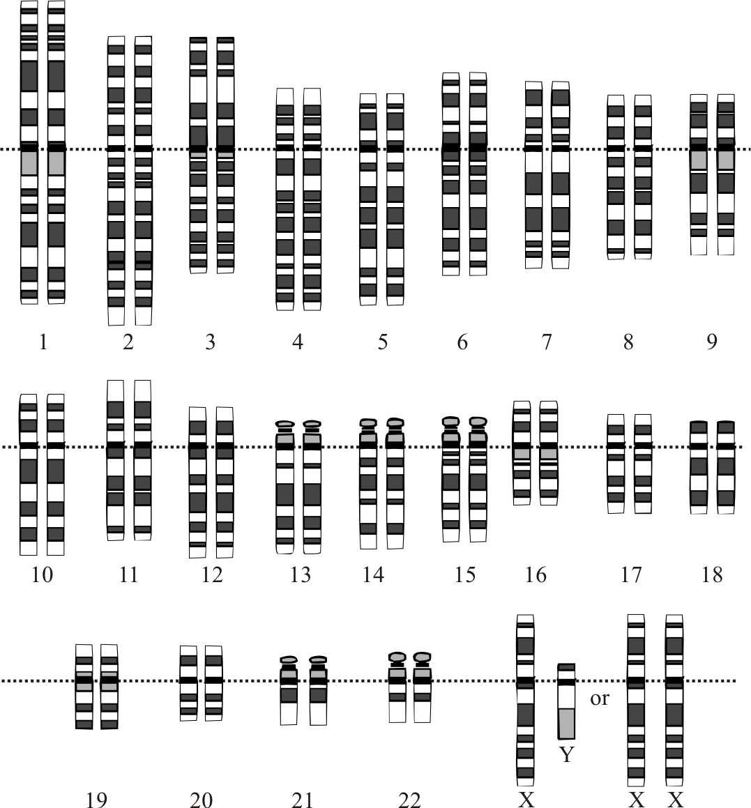 Mutations Worksheet Answer Key and Human Genetic Variation