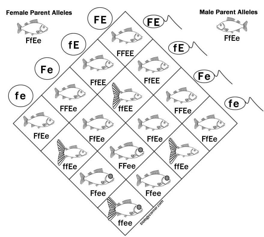 Mutations Worksheet Answer Key or Dihybrid Cross Of Fish