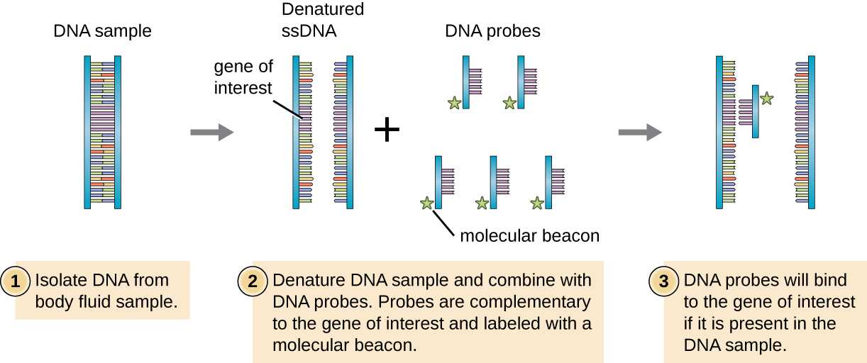 Nucleic Acids Worksheet and 12 2 Visualizing and Characterizing Dna Biology Libretexts