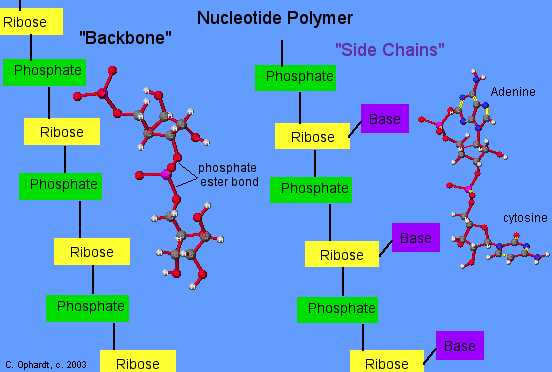 Nucleic Acids Worksheet and Nucleotides Chemwiki