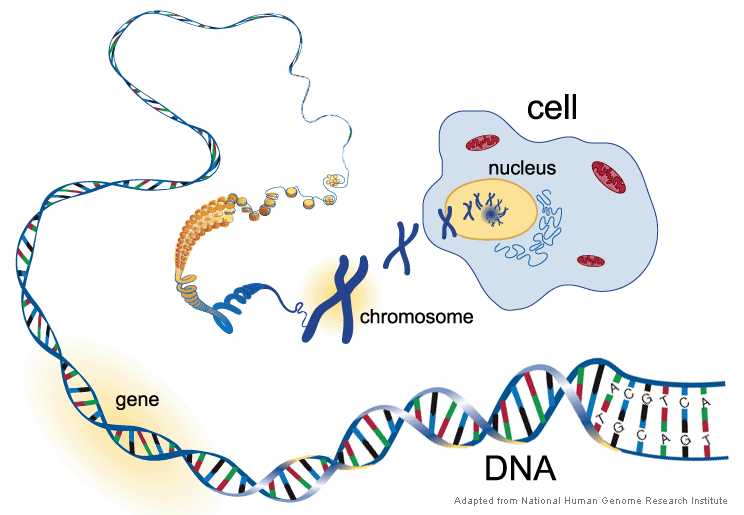 Nucleic Acids Worksheet together with Dna Genes Chromosomes Base Pairs and the 23 Pairs