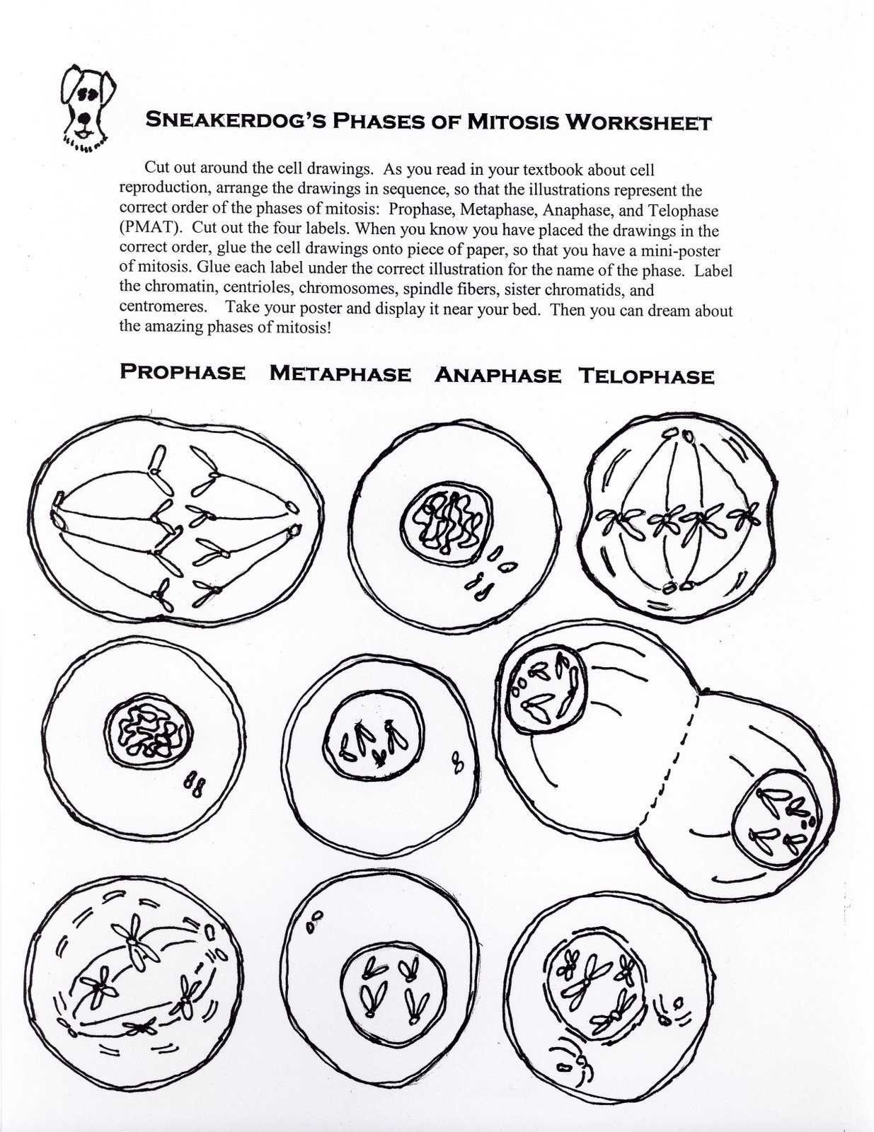 Onion Cell Mitosis Worksheet Answers as Well as Cell Division Worksheet 5b A9b Battk