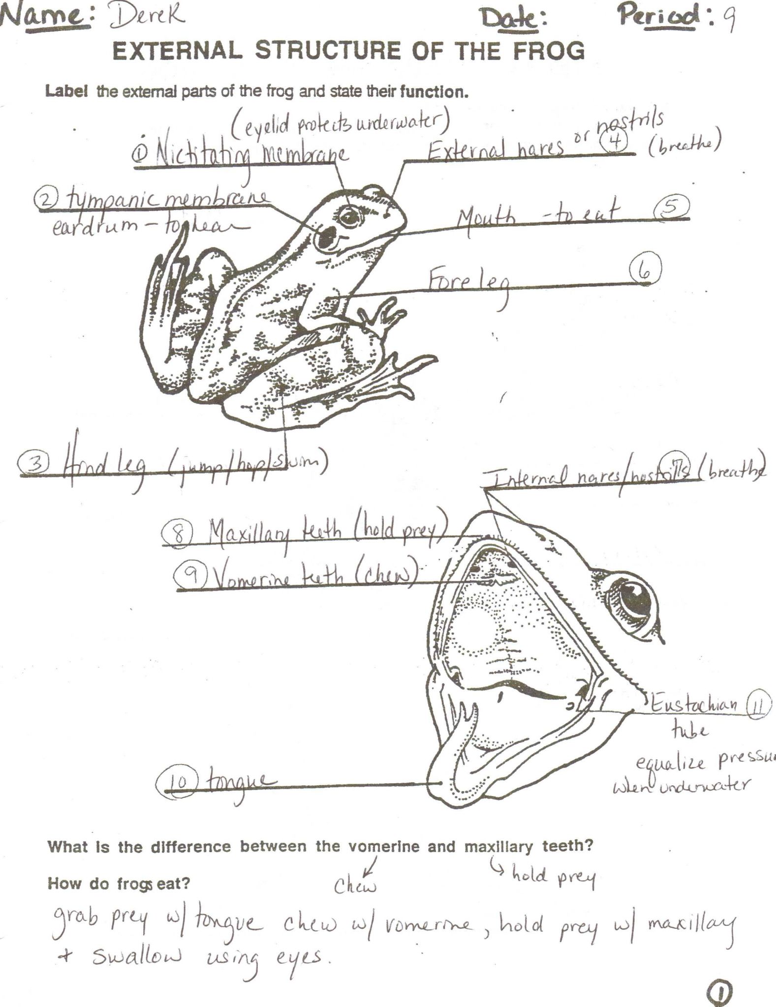 Parts Of A Microscope Worksheet Answers with Hess Amphibians
