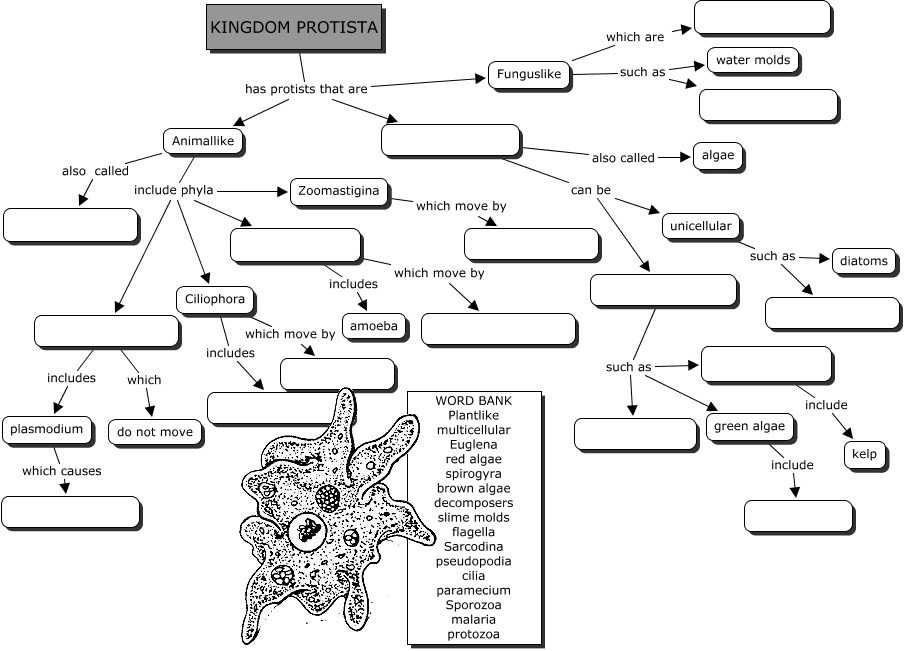 Pearson Education Science Worksheet Answers Along with Kingdom Protista Concept Map