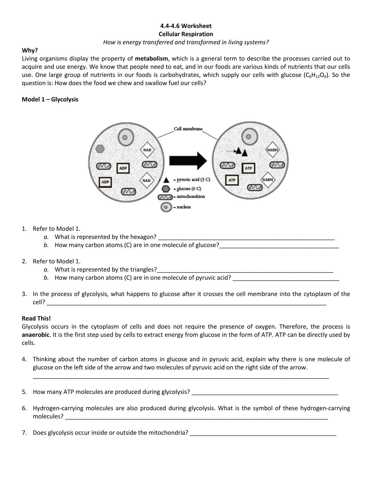 Photosynthesis And Cellular Respiration Review Worksheet Answer Key