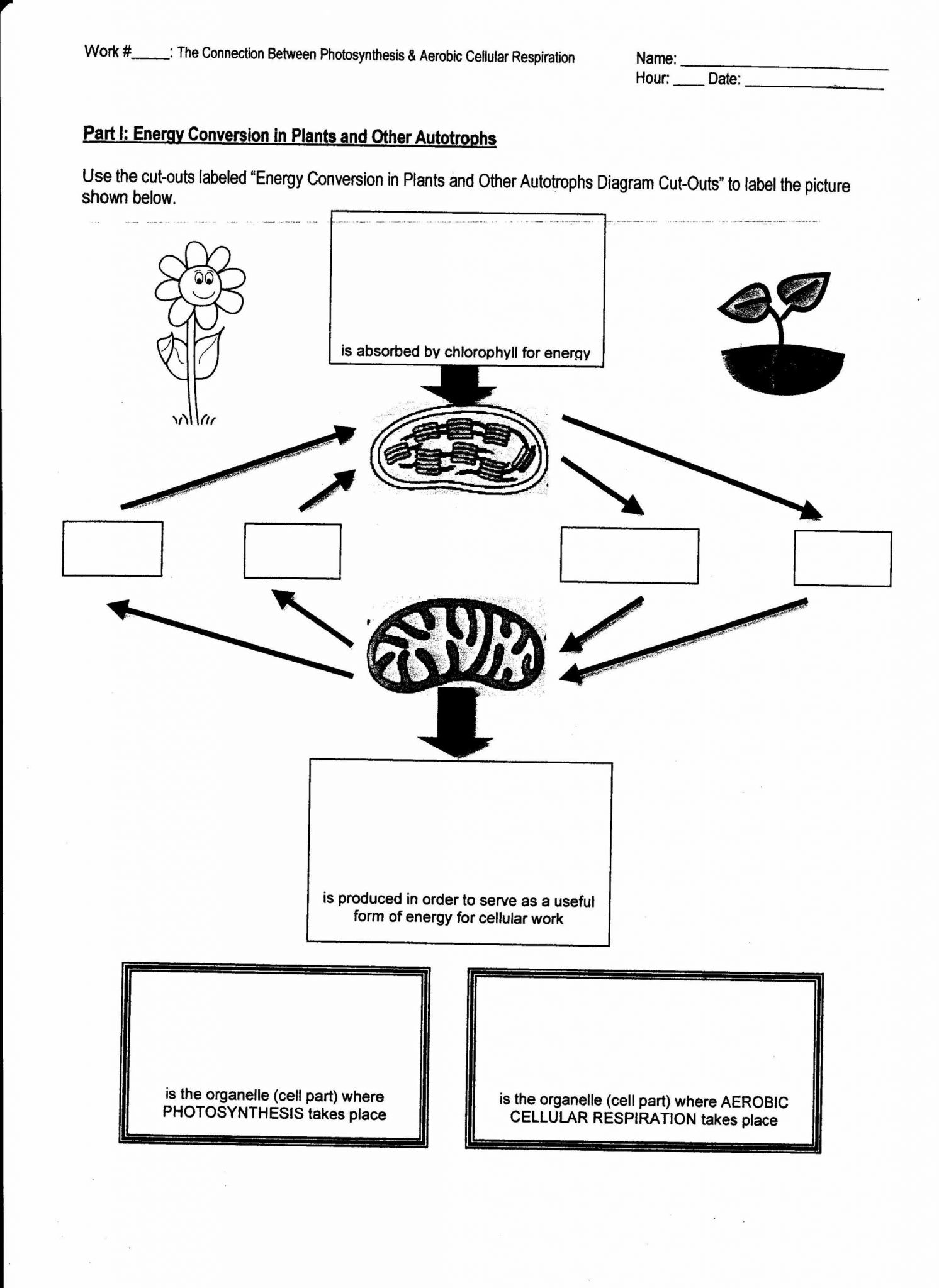 Photosynthesis and Cellular Respiration Worksheet Answers or Worksheet Synthesis and Respiration Worksheet Answers Picture